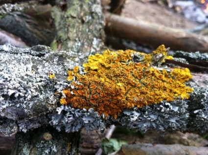Direction générale de la nature de la lichen