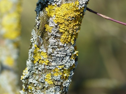 route de gelbflechte ordinaire de lichen
