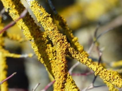 strada ordinaria gelbflechte lichene