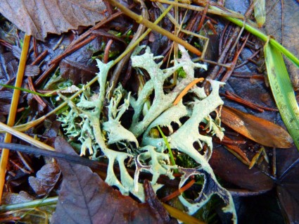 lichene pianta woodland