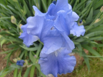 cahaya biru iris