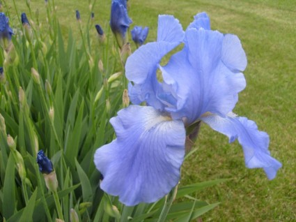 iris azul claro
