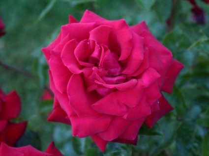 légère floraison rose rouge