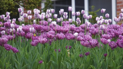 tulipán de flor Lila