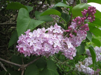 ramo lilás