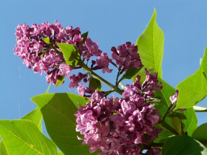 lillà comune arbusto ornamentale lilla