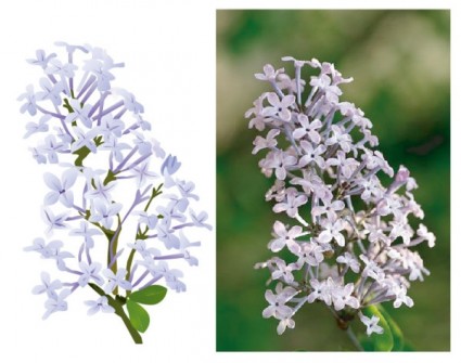 丁香矢量自己绘图