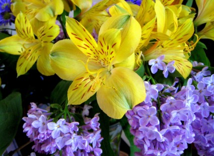 lilac039s và hoa loa kèn Peru