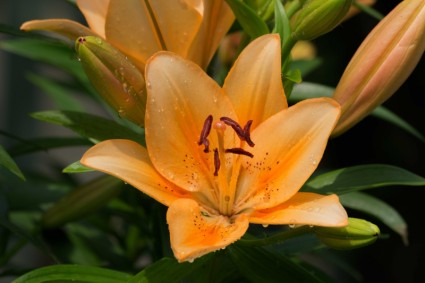 Lilie-Taglilie-Blüte