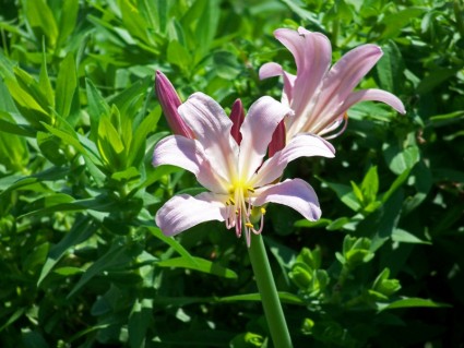Hoa lily