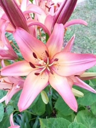 Lilly Blume Pflanze