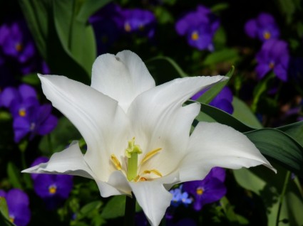 biały kwiat lilia