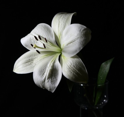 百合花卉白色百合