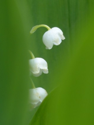 زهرة زنبق الوادي الأبيض