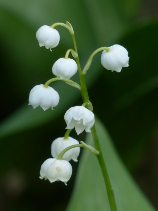 konwalia kwiat biały