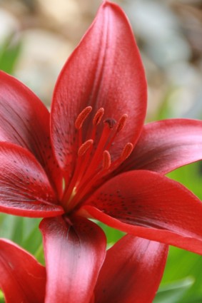 Lily kaplan çiçeği