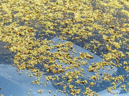 Lindenblüten gefallen pollen