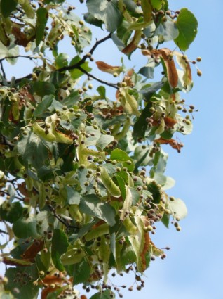 gousses de linde Linden fruits