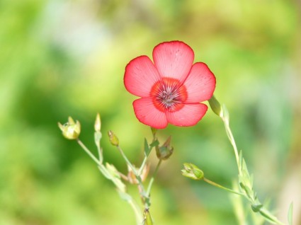 Linum grandiflorum lein czerwony kwiat