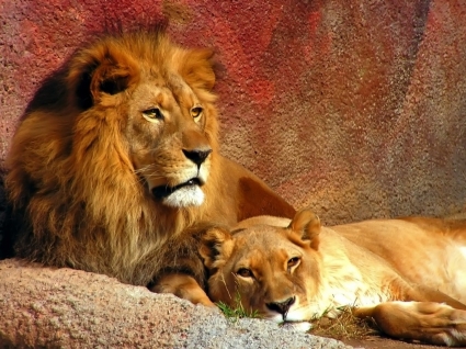 couple de Lion animaux félins de papier peint
