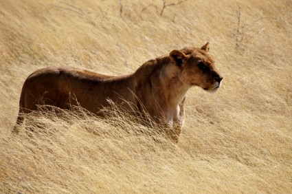 ป่าสิงโต lioness