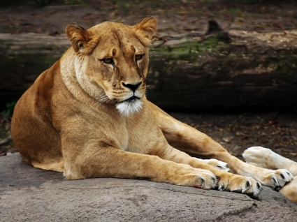 Löwin Tapete Raubkatzen Tiere
