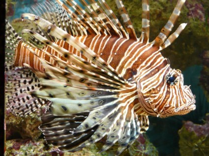 lionfish 물고기 태평양 rotfeuerfisch