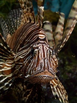 lionfish 물고기 태평양 rotfeuerfisch