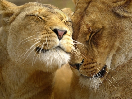 leões em animais de gatos grandes de papel de parede de amor