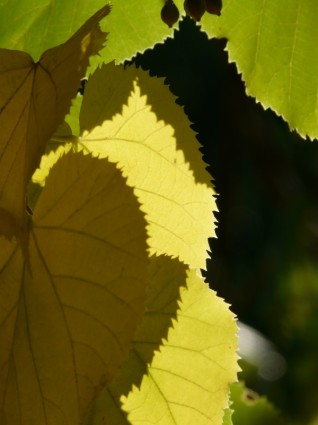 lipovina foglie frastagliate