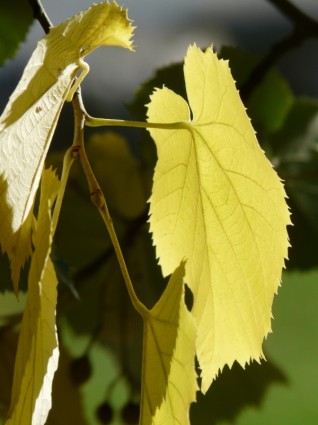 Lipovina Leaves Leaf Margin
