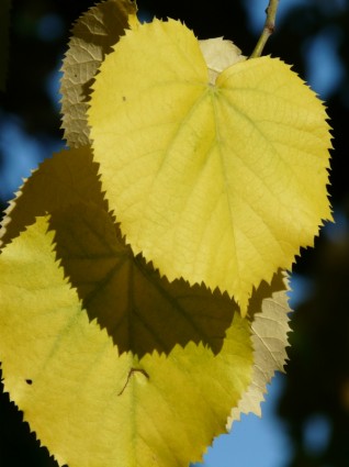 Lipovina feuilles jaune