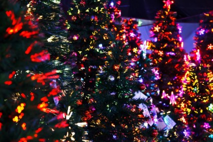 أشجار عيد الميلاد مضاءة