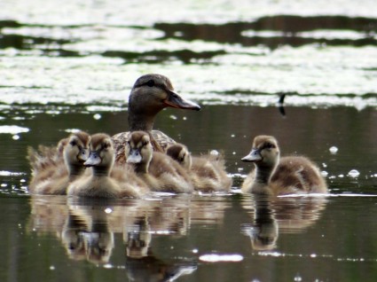 작은 ducklings와 엄마