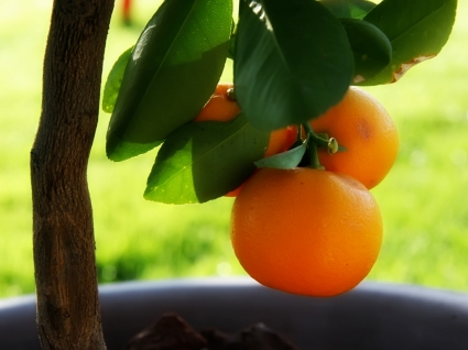 fond d'écran de petit oranger plantes nature
