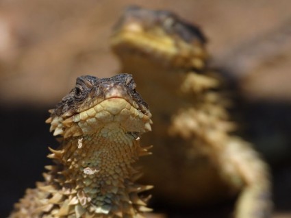 Kadal reptil iguana