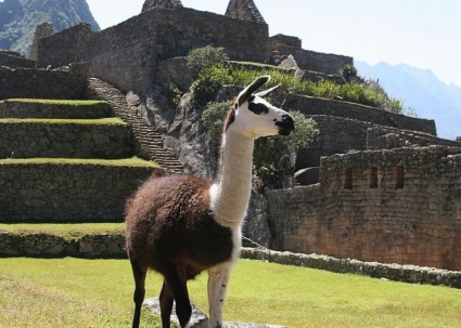ラマ ペルー自然