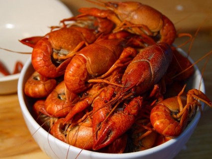 Lobster mundur geser