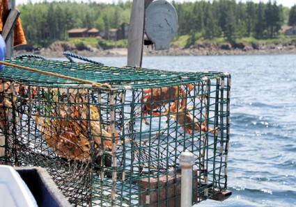 lobstering 籠