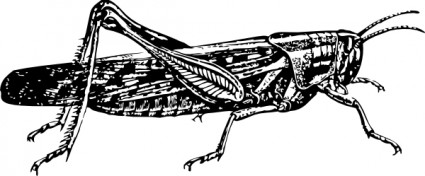clipart Locust