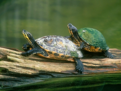日志跳跃半岛库特龟壁纸海龟的动物