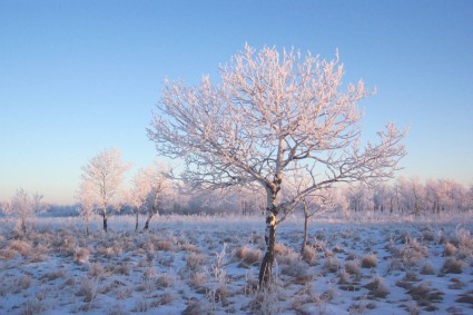 luz helada de Lone tree
