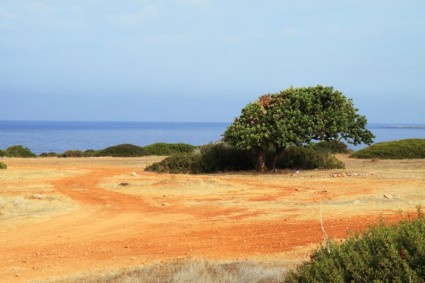 albero solitario sulla riva