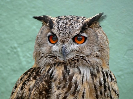 lama eared owl