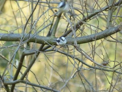 bạc má đuôi dài aegithalos caudatus sparrow chim