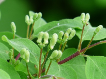 bush de madreselva Lonicera xylosteum