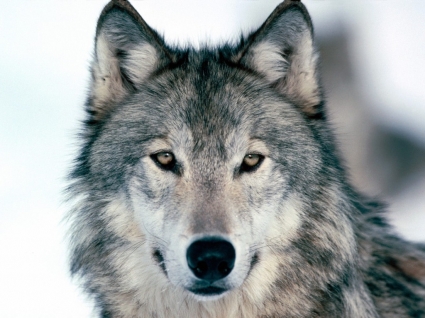 看著我的眼睛冬季狼壁紙狼動物