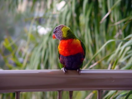 Lorikeet Noosa Queensland Wallpaper Birds Animals