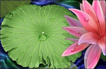 Lotus And Water