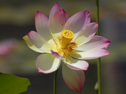 Lotus blossom цветок природа
